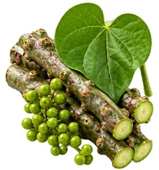 Guduchi (Tinospora cordifolia) used in VenoHerb leg cream