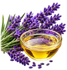 Lavender oil used in VenoHerb leg cream