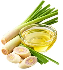 Lemongrass extract used in VenoHerb leg cream