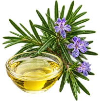 Rosemary oil used in VenoHerb leg cream